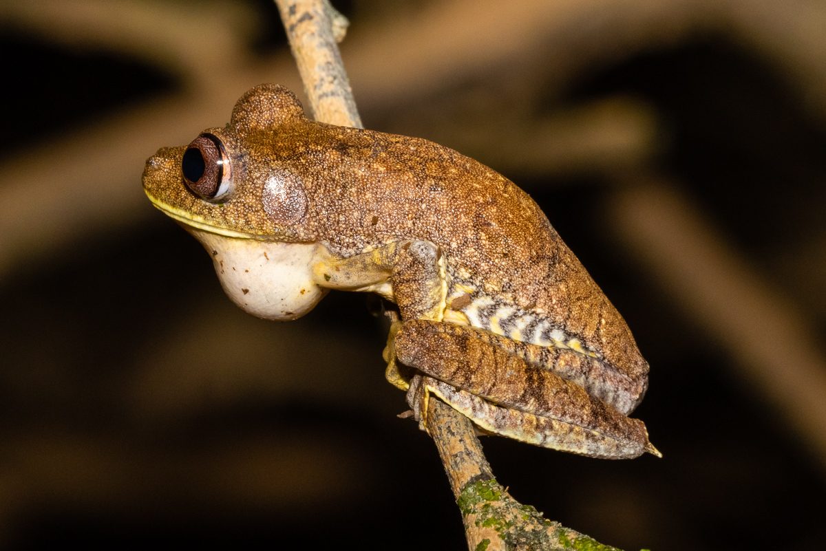 Rana arbórea de color pardo sobre una rama, fotografiada de noche con el fondo oscuro