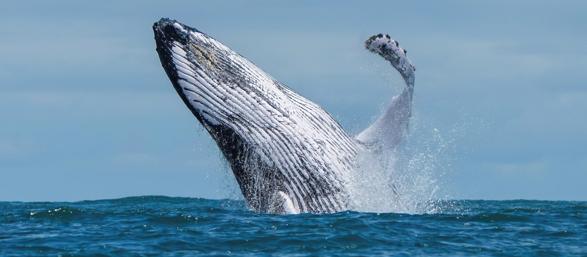 Alarmas acústicas en las redes redujeron a la mitad los enredos de ballenas jorobadas en el norte de Perú