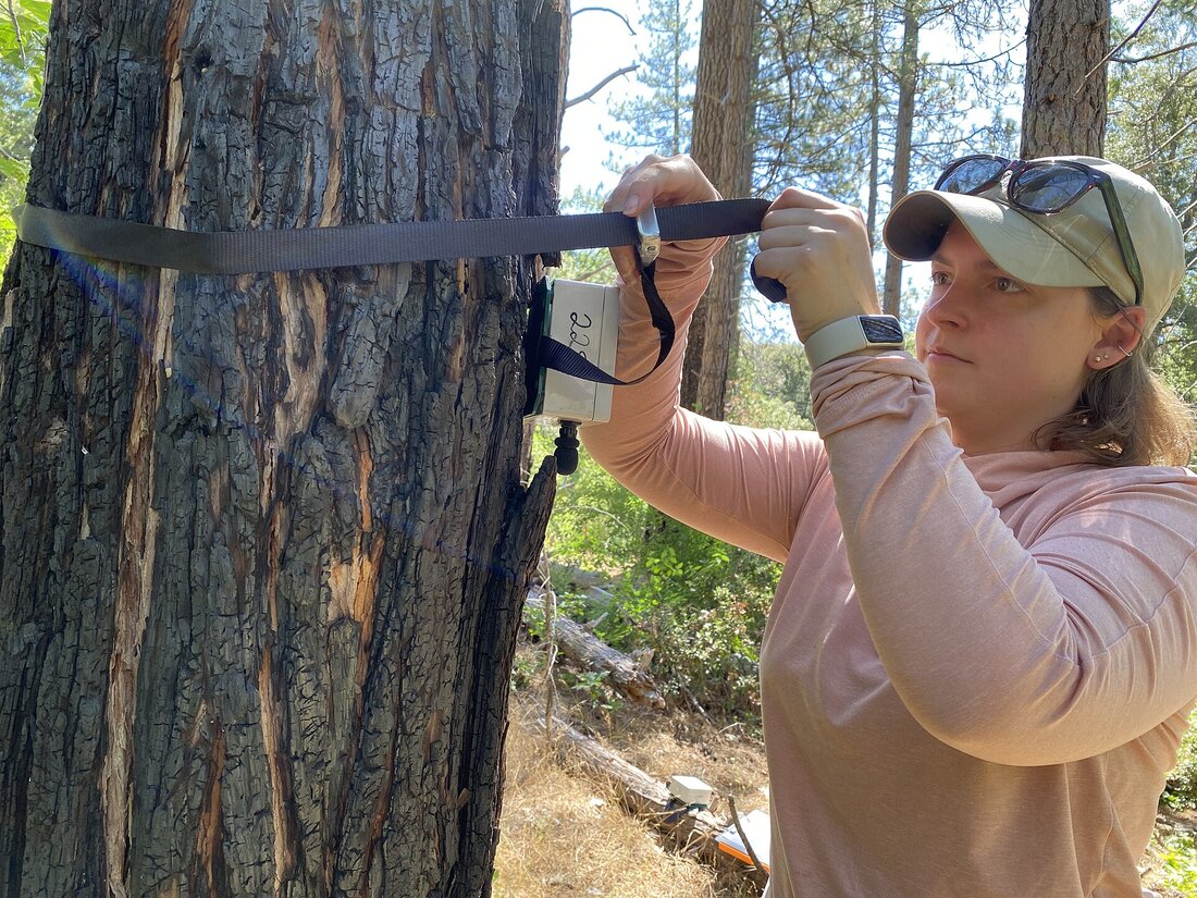 Persona fijando con una correa una grabadora acústica al tronco de un árbol en un bosque