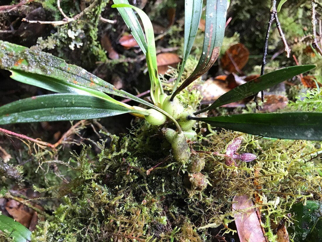 Orquídea diminuta sobre un tronco cubierto de musgo en un bosque lluvioso de altura
