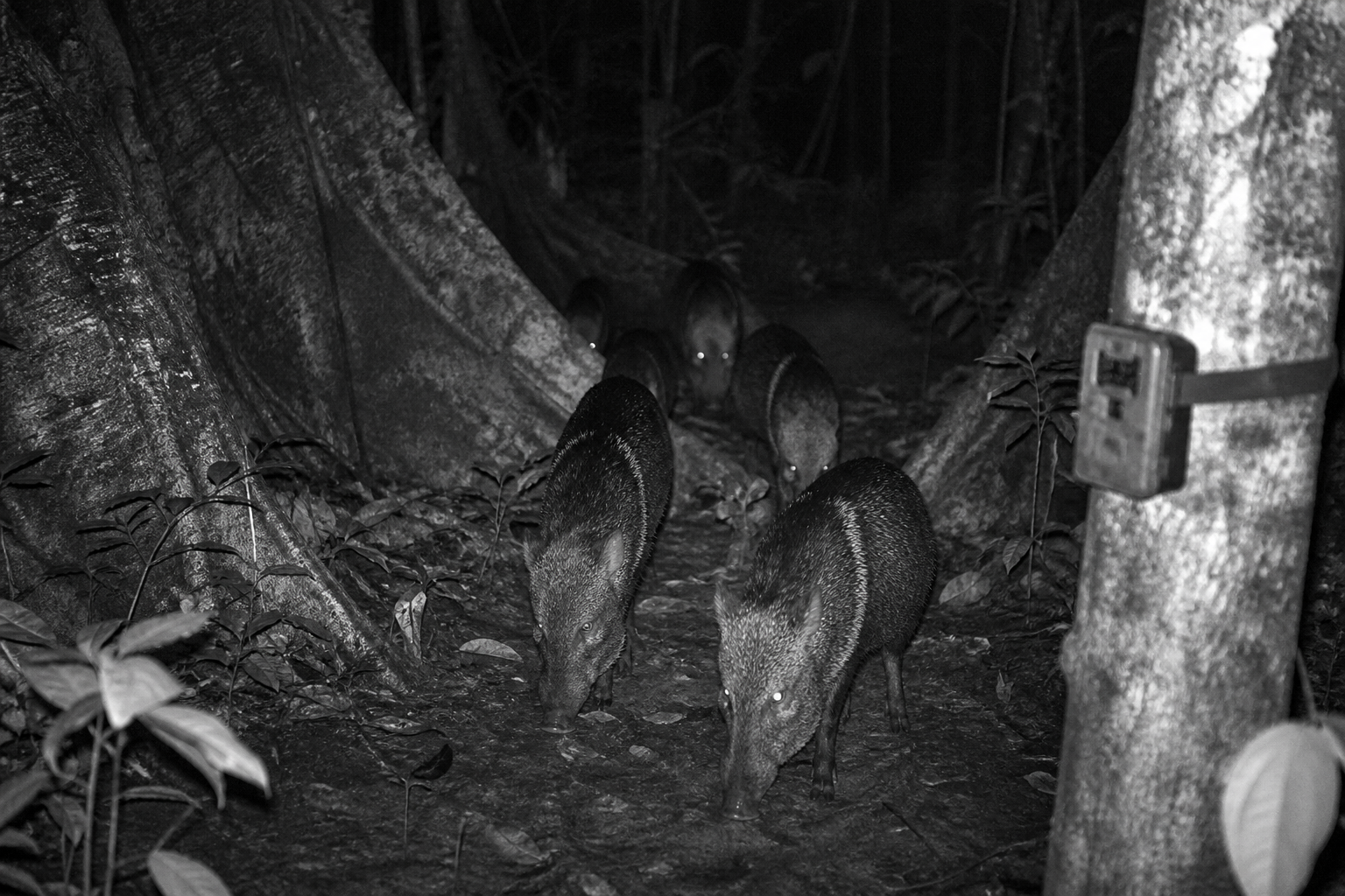 11.609 videos de cámara trampa con cada animal recortado cuadro a cuadro: el conjunto abierto que enseña a la IA a seguir fauna en el trópico