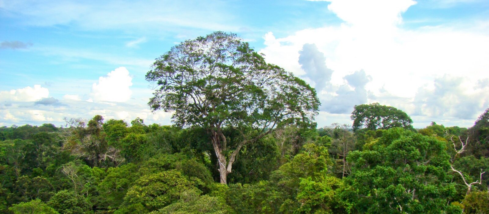 Por primera vez desde 2016, el IDEAM no encuentra núcleos activos de deforestación en un trimestre