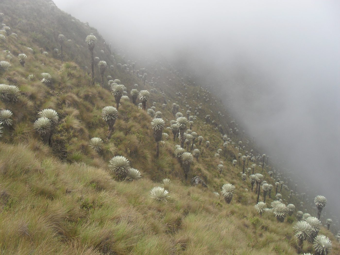 Frailejones (Espeletia) en el páramo de Sisavita, Norte de Santander