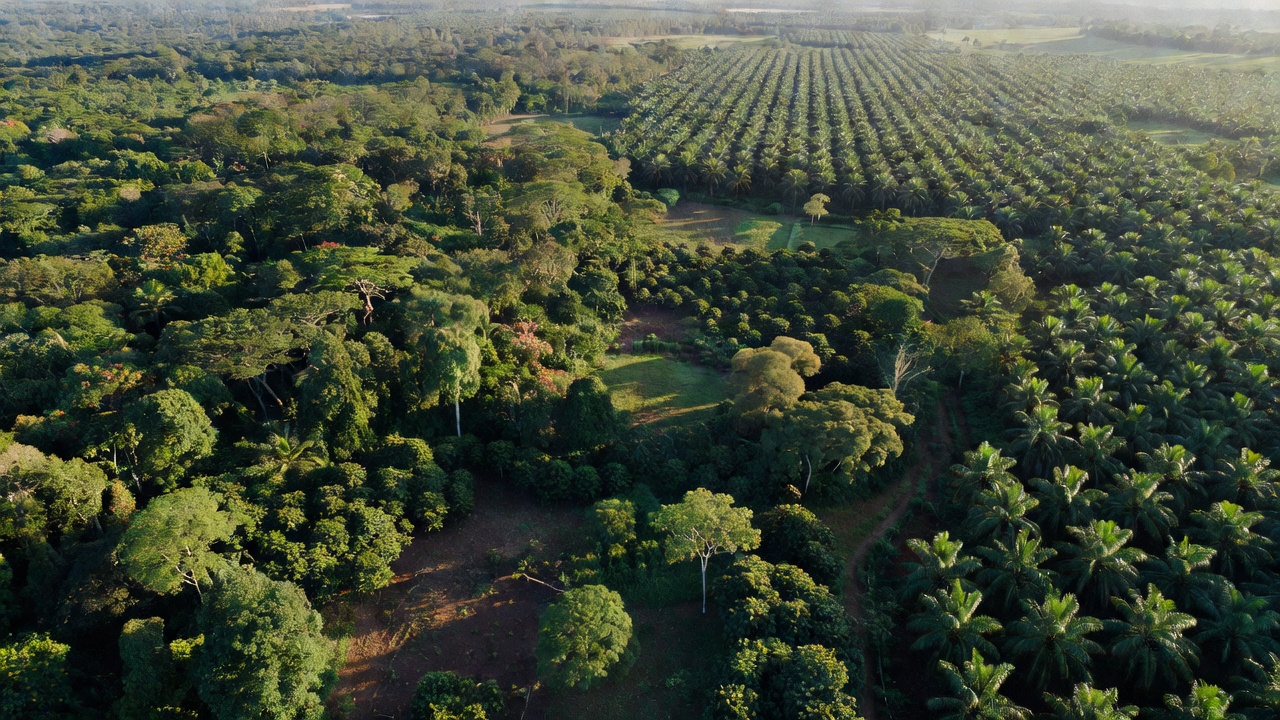 ForTy: un mapa global a 10 metros que separa bosque primario, plantación y cultivo de árboles, y dónde todavía se equivoca