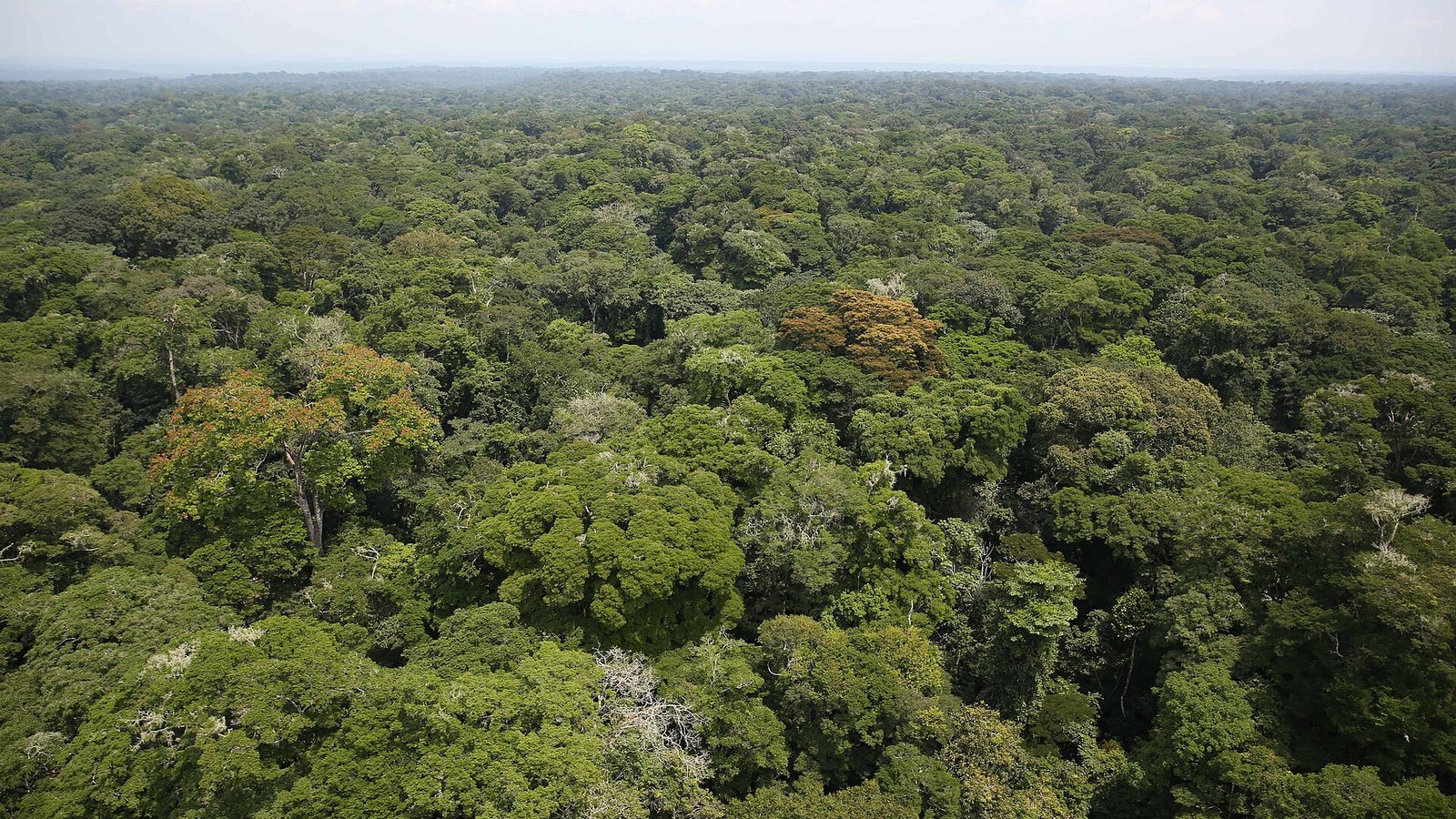 Vista aérea de un dosel continuo de bosque tropical húmedo en la provincia de Ituri, República Democrática del Congo