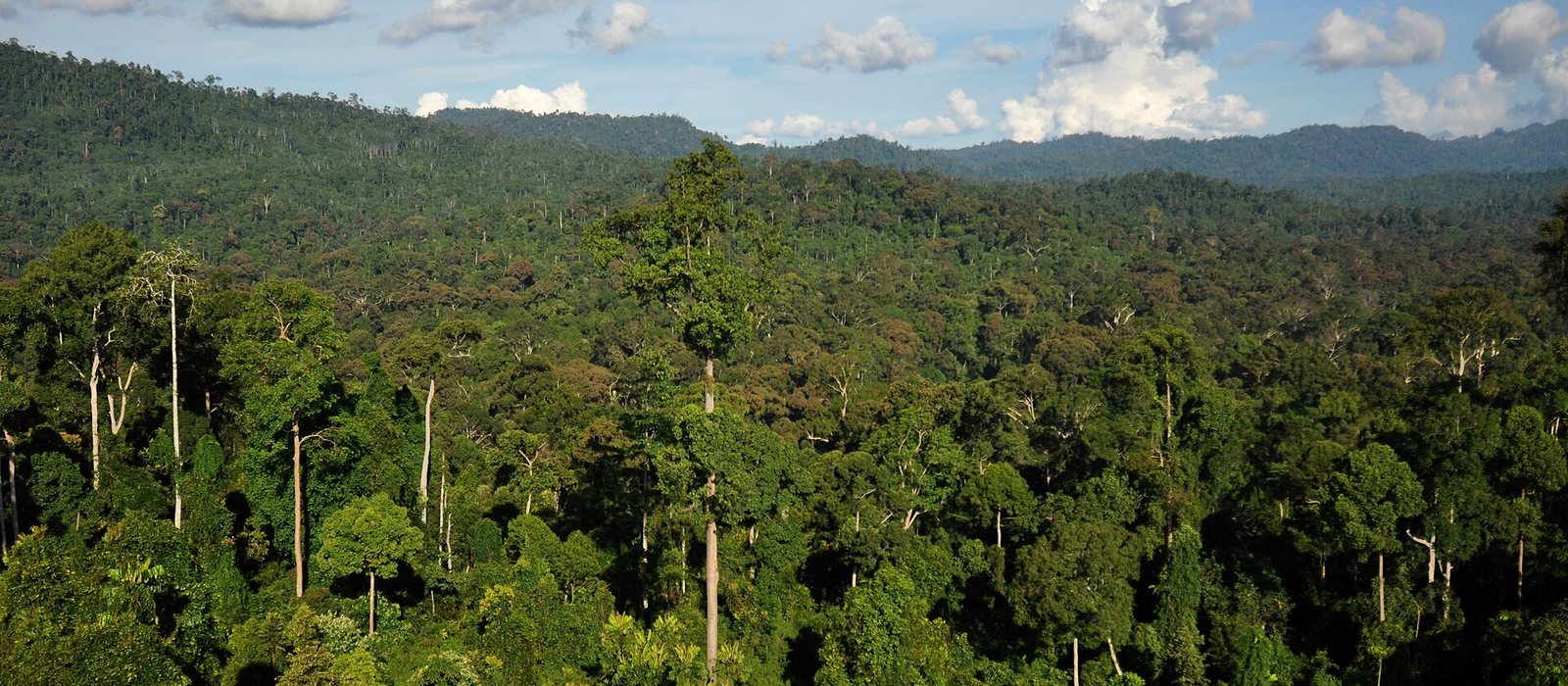 Un láser en la Estación Espacial Internacional muestra que el carbono de los bosques tropicales no reacciona igual al clima en el Congo, la Amazonia y el Sudeste Asiático