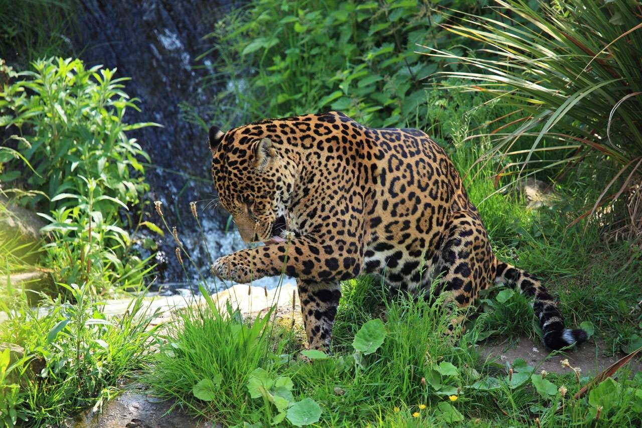 Jaguar junto a un arroyo, entre vegetación densa