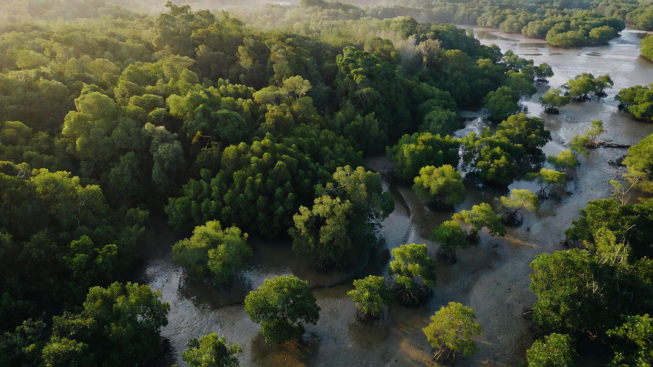 Medir un manglar sin pisar el lodo: un estudio usó vuelos de dron con LiDAR para calibrar satélites y estimar la biomasa de 900 hectáreas