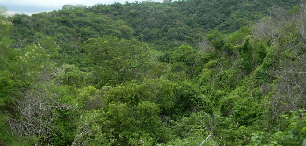 Cómo construir un mapa de resistencia para priorizar áreas de restauración ecológica