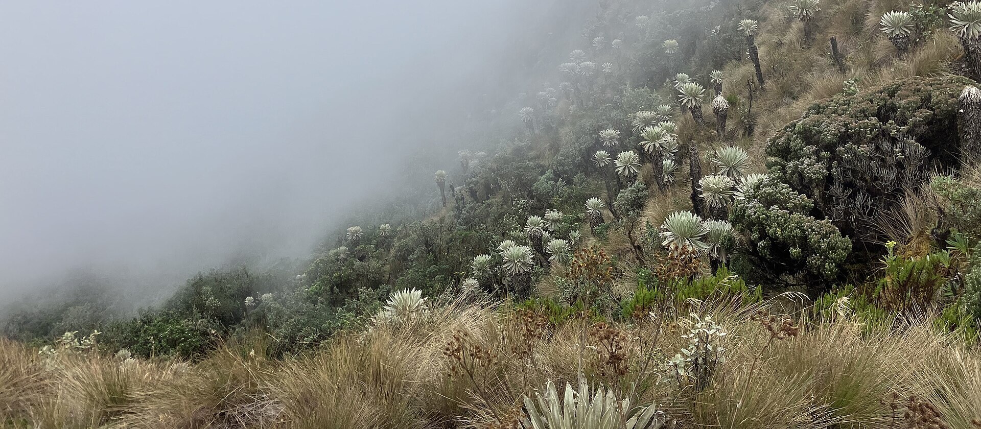 Pago por servicios ambientales en Colombia: qué dice la norma, quién paga, cuánto y quién puede recibirlo
