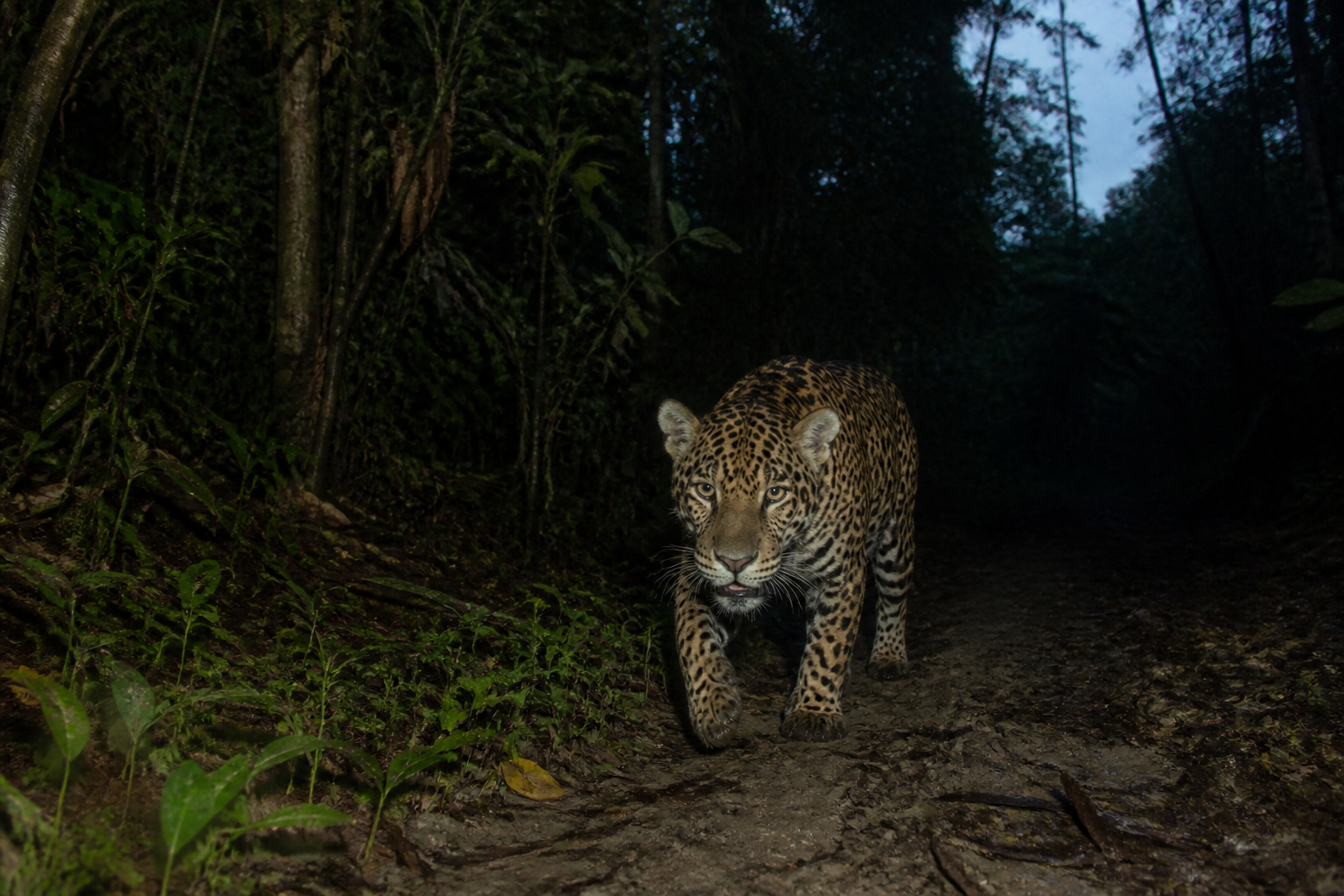 La IA ya distingue a un animal de otro: qué muestran 159 estudios sobre reconocimiento individual de fauna, y quién se quedó fuera