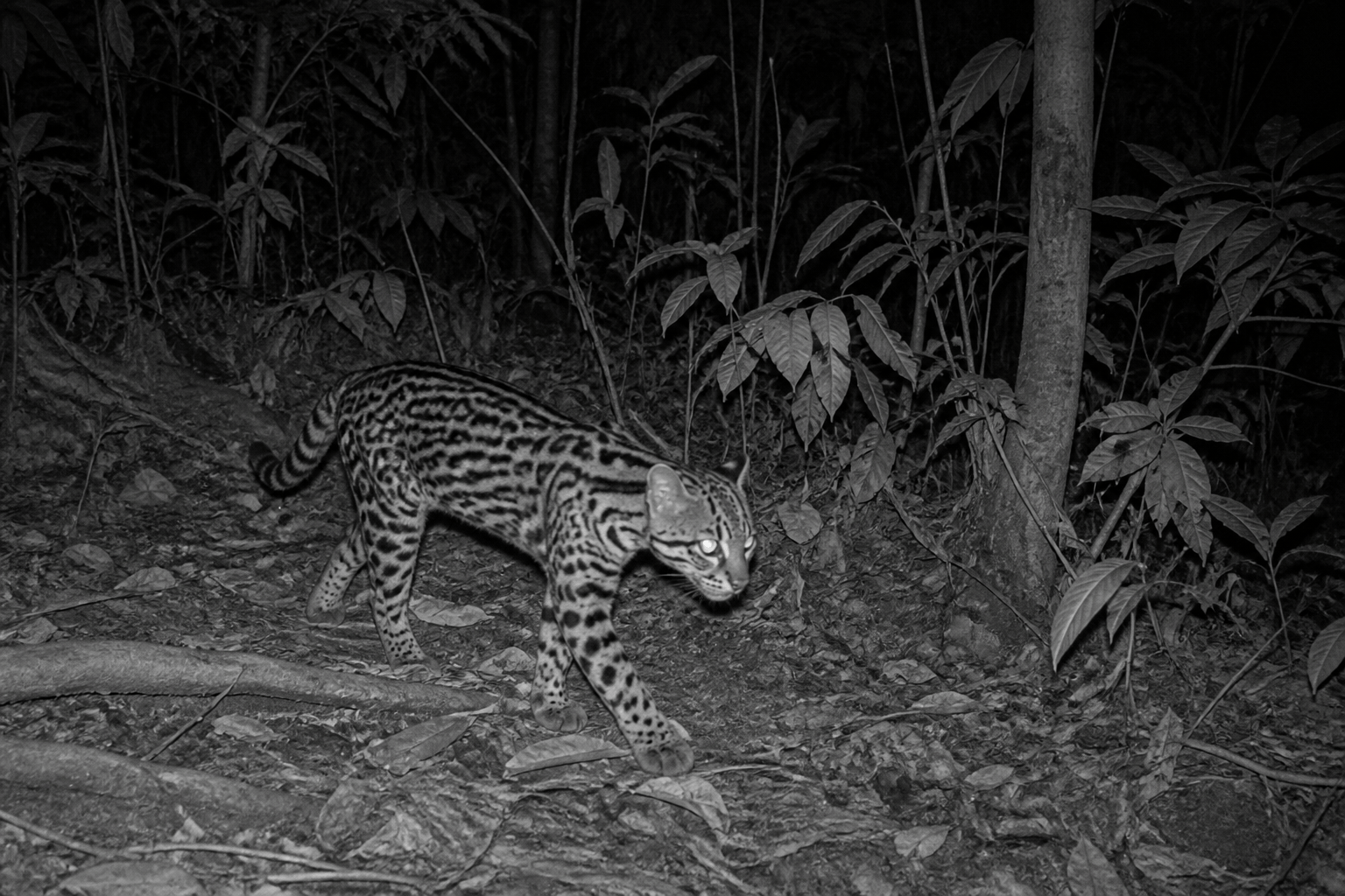 Recreación de una captura nocturna de fototrampeo mostrando un felino silvestre caminando por el sotobosque