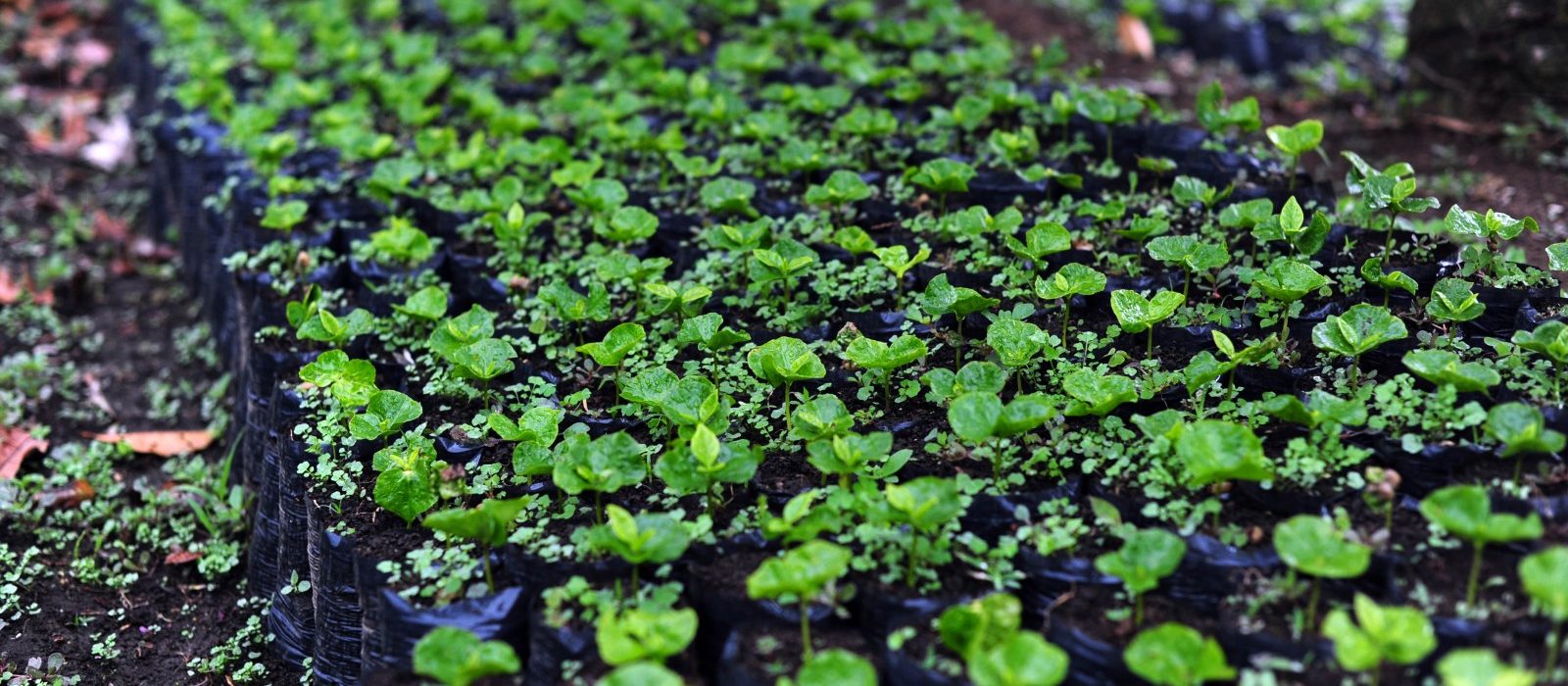 Taxonomía Verde de Colombia: qué clasifica, qué exige a un proyecto y qué no es obligatorio