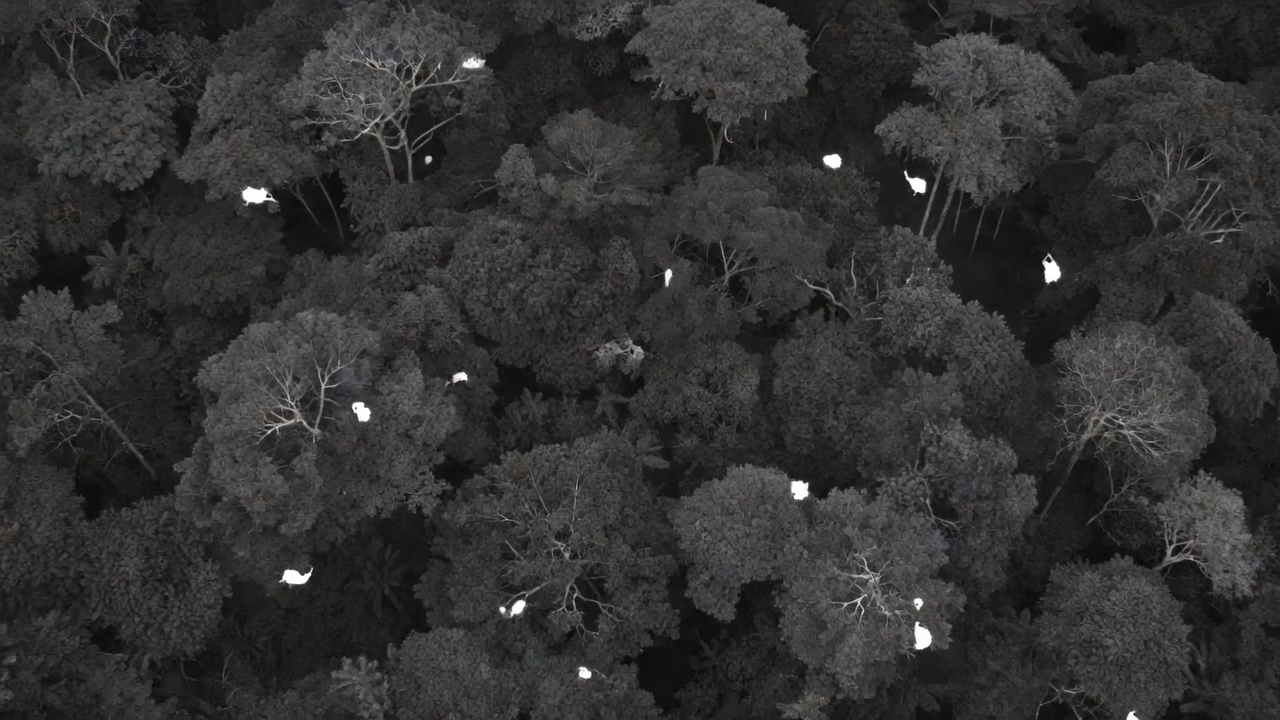 Imagen térmica en escala de grises de un dosel de bosque tropical visto desde arriba, con pequeñas manchas blancas brillantes entre las copas