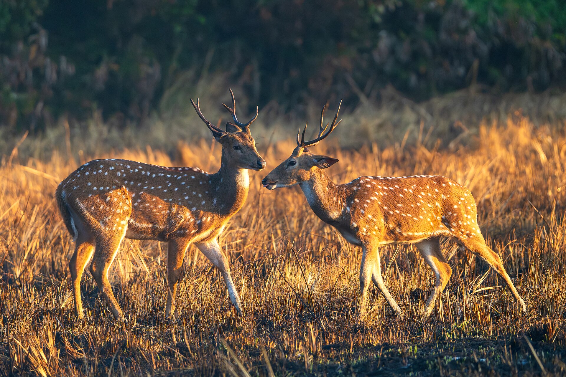 Dos ciervos chital machos en un pastizal dorado al amanecer en el Parque Nacional Bardiya, Nepal