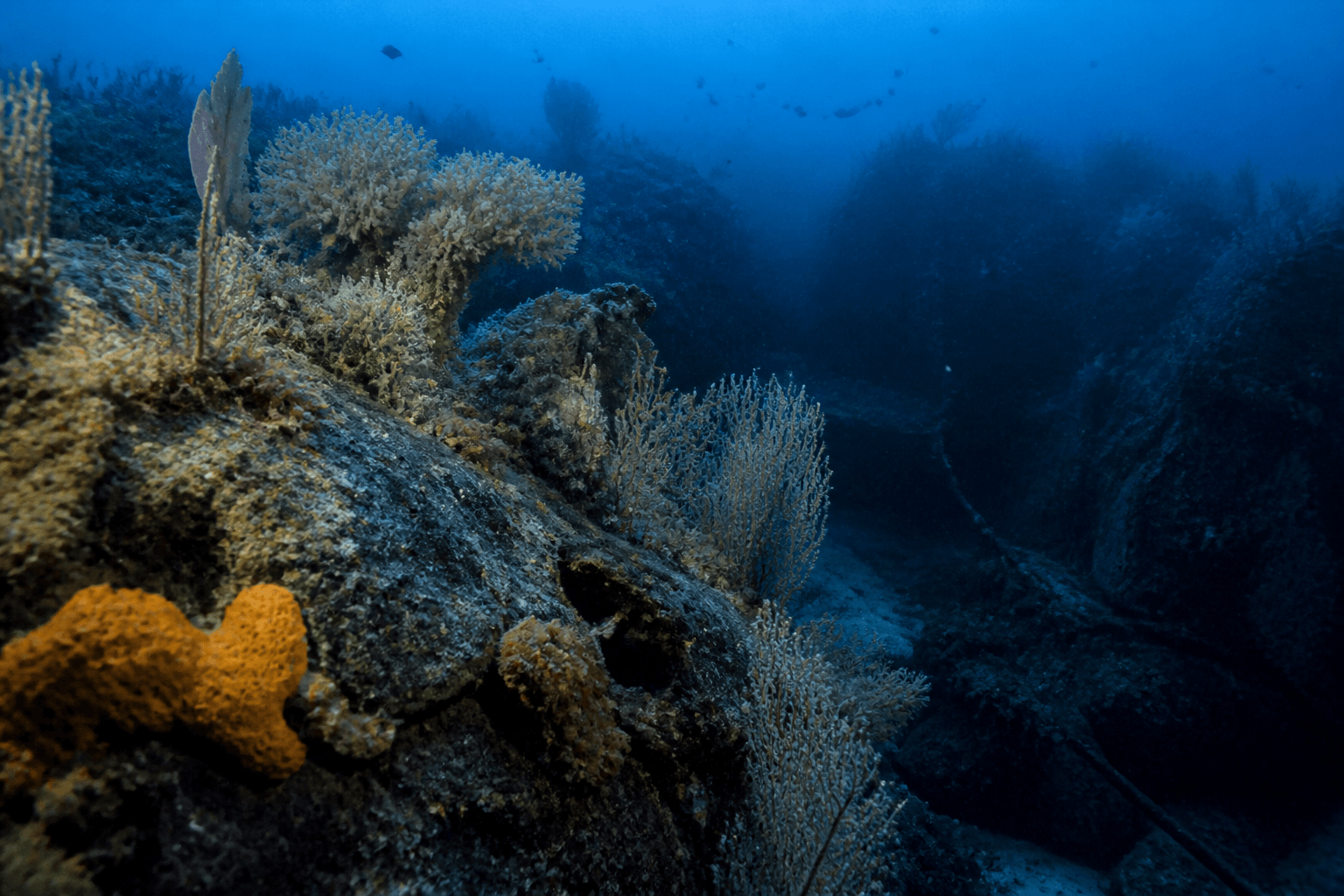 Hábitat de fondo marino profundo con corales blandos y esponjas, sin explorar